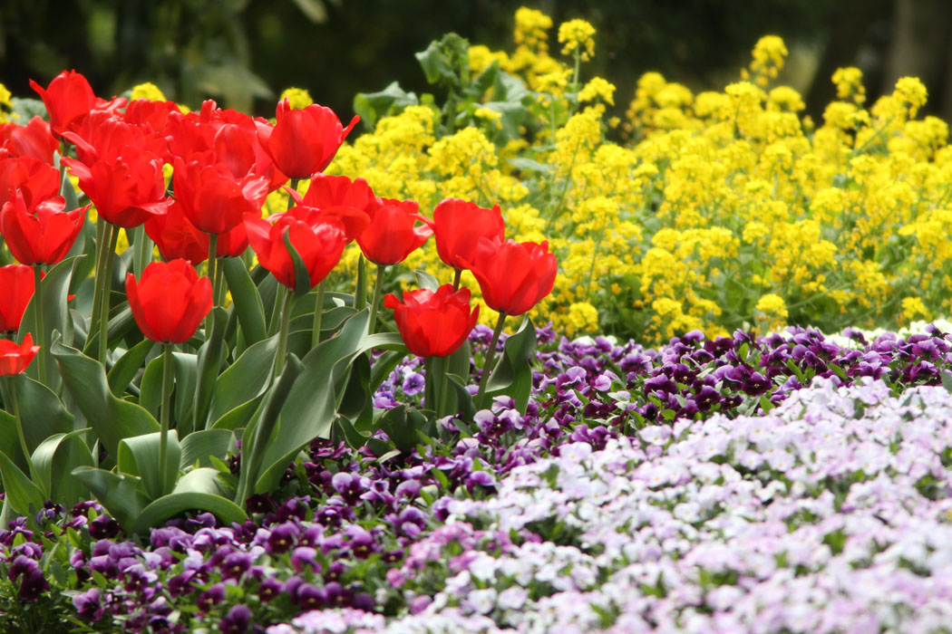 春の都市公園はどこも花いっぱいだね そろそろ高原の花も咲いている頃　見に行かなくちゃ